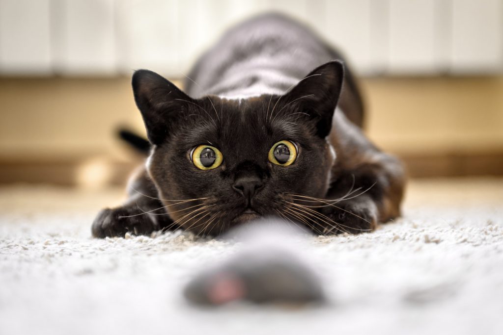 Arricchimenti ambientali, maggiore sorveglianza e una dieta a base di carne aiutano a ridurre l’istinto di predatorio del proprio gatto