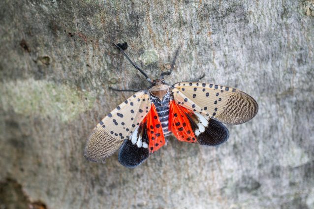 lanterna maculata