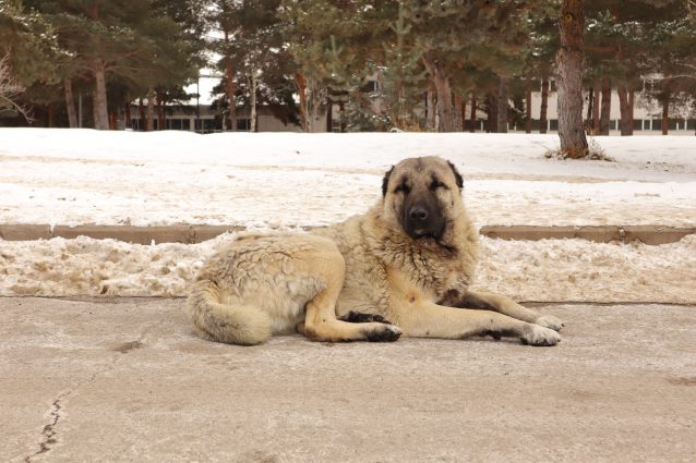 kangal