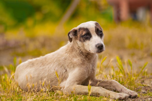 cane vercelli