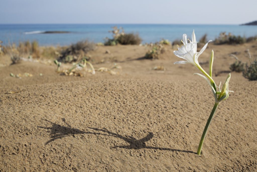 Un giglio di mare, specie botanica simbolo della delicata e minacciata vegetazione dunale