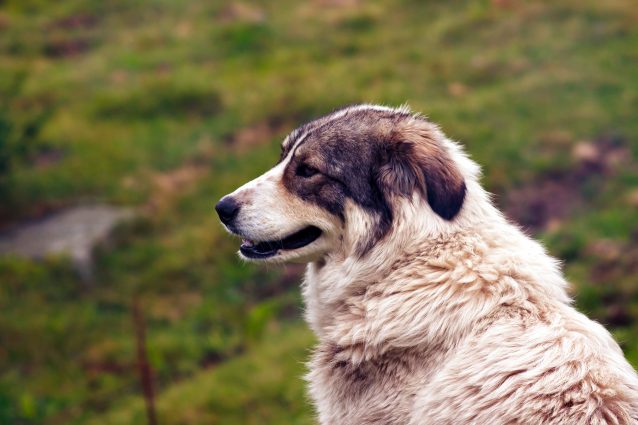 cane da pastore asia centrale