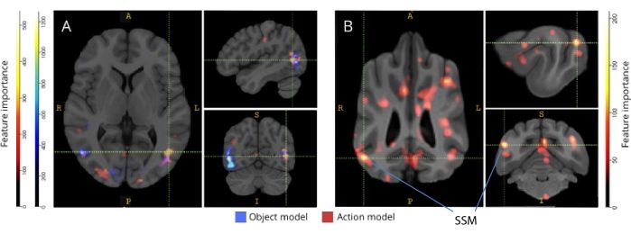 Come reagisce il cervello agli oggetti e alle azioni. Phillips et al., 2022