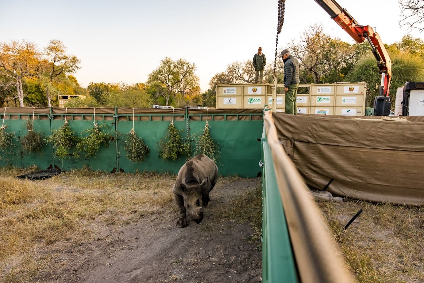L’arrivo allo Zinave Natonal Park, all’interno di un recinto per l’iniziale adattamento (credits:@Peace Parks Foundation)