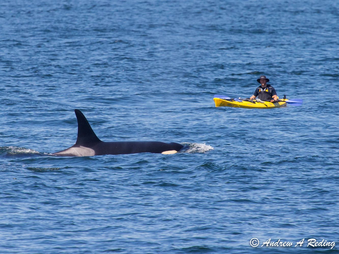 Perché si dice orca assassina?