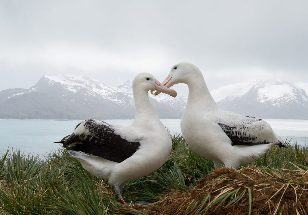 Gli albatros urlatore restano solitamente insieme per tutta la vita, che può durare anche oltre 50 anni