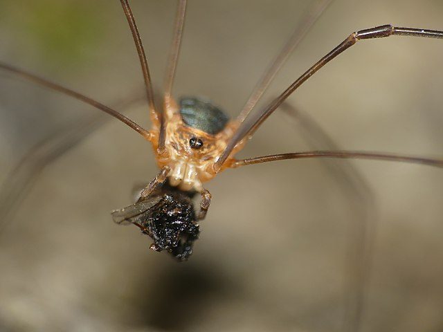 Amilenus aurantiacus, foto di Valentin Moser, via Wikimedia Commons