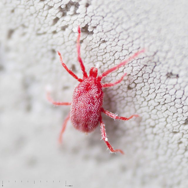 Balaustium murorum, foto di Yasunori Koid, via Wikimedia Commons