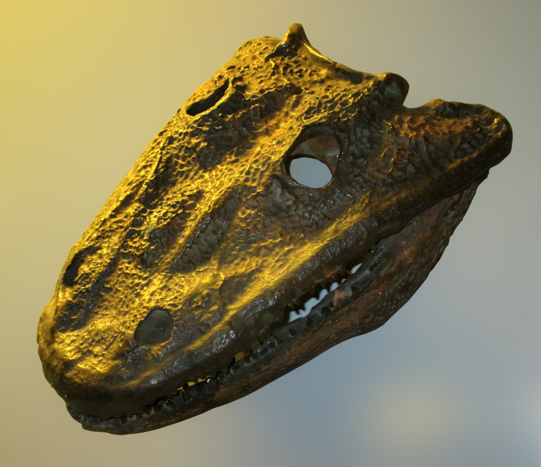 Calco del cranio di Eryops megacephalus, foto di Gunnar Creutz via Wikimedia Commons
