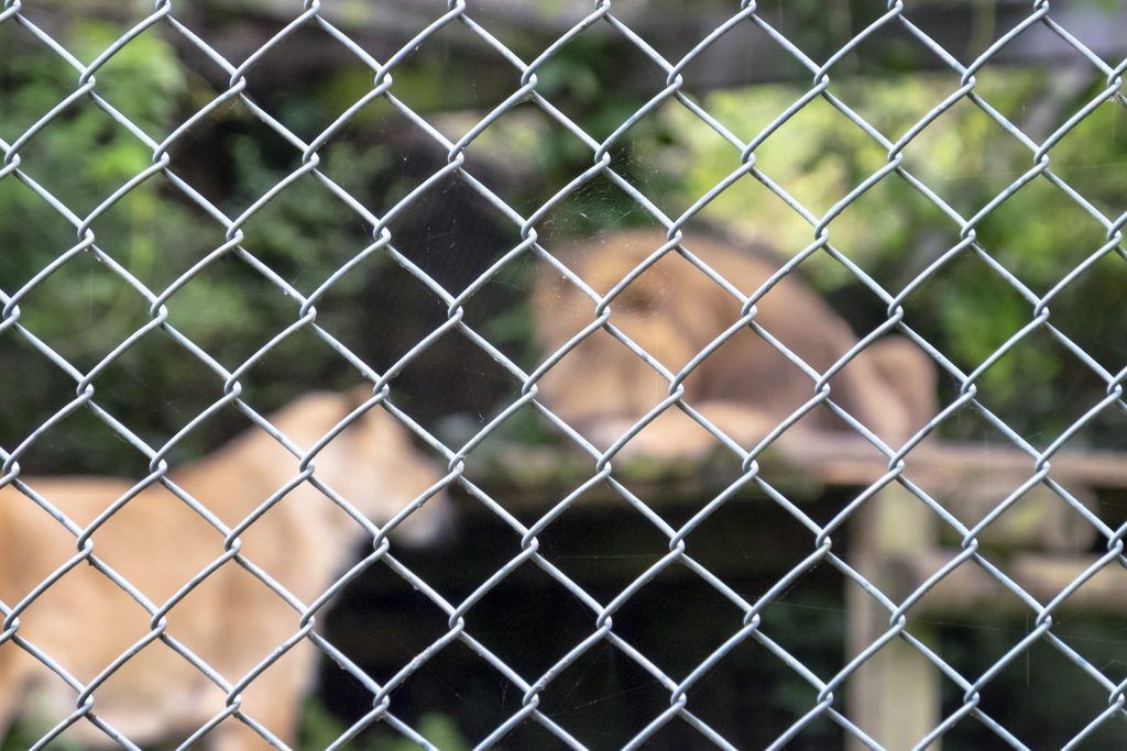 Leoni, tigri e altri animali selvatici sono molto diffusi come "pet" tra sceicchi, influencer e ricchi imprenditori della penisola arabica