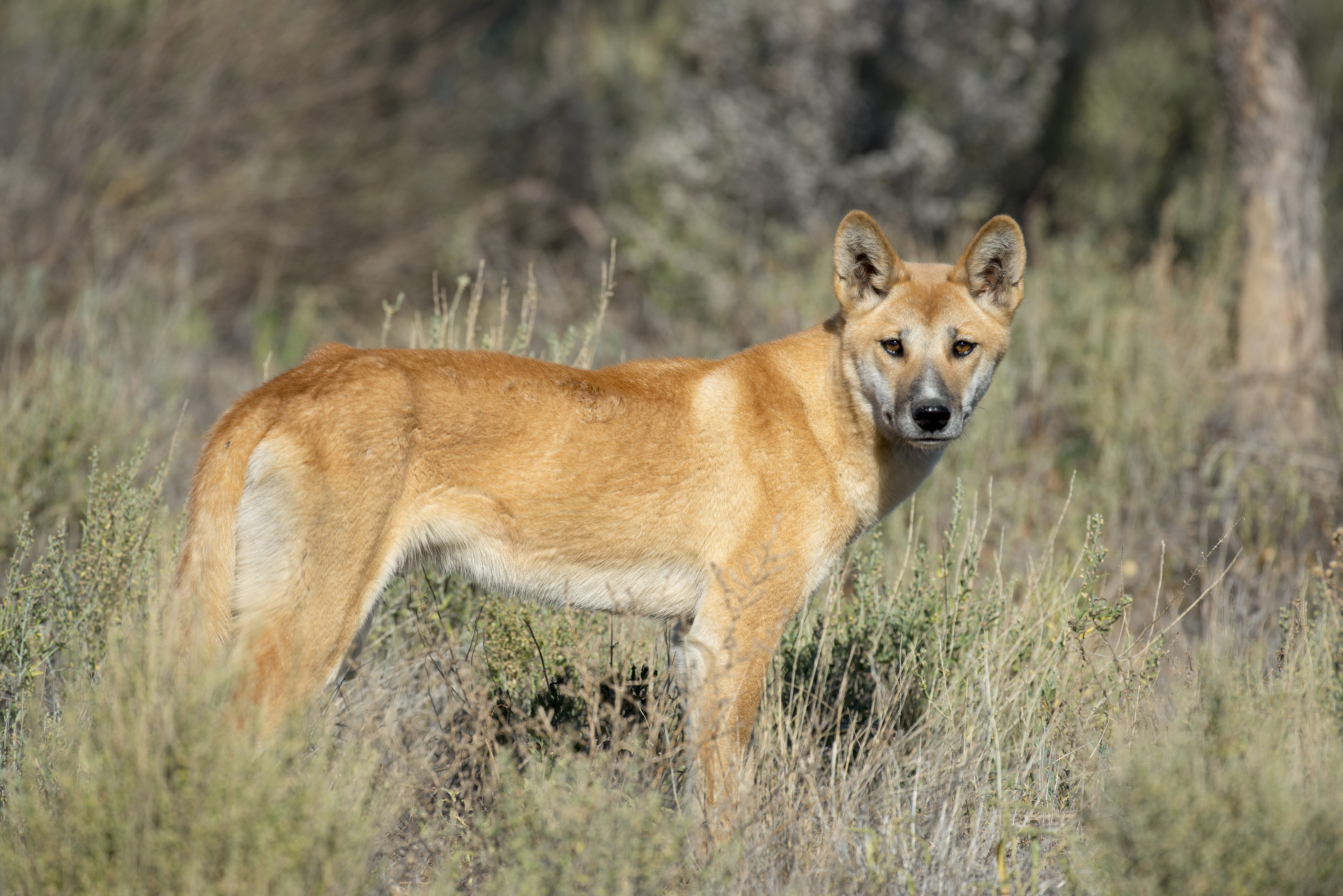Il Dingo Canis Lupus Dingo 
