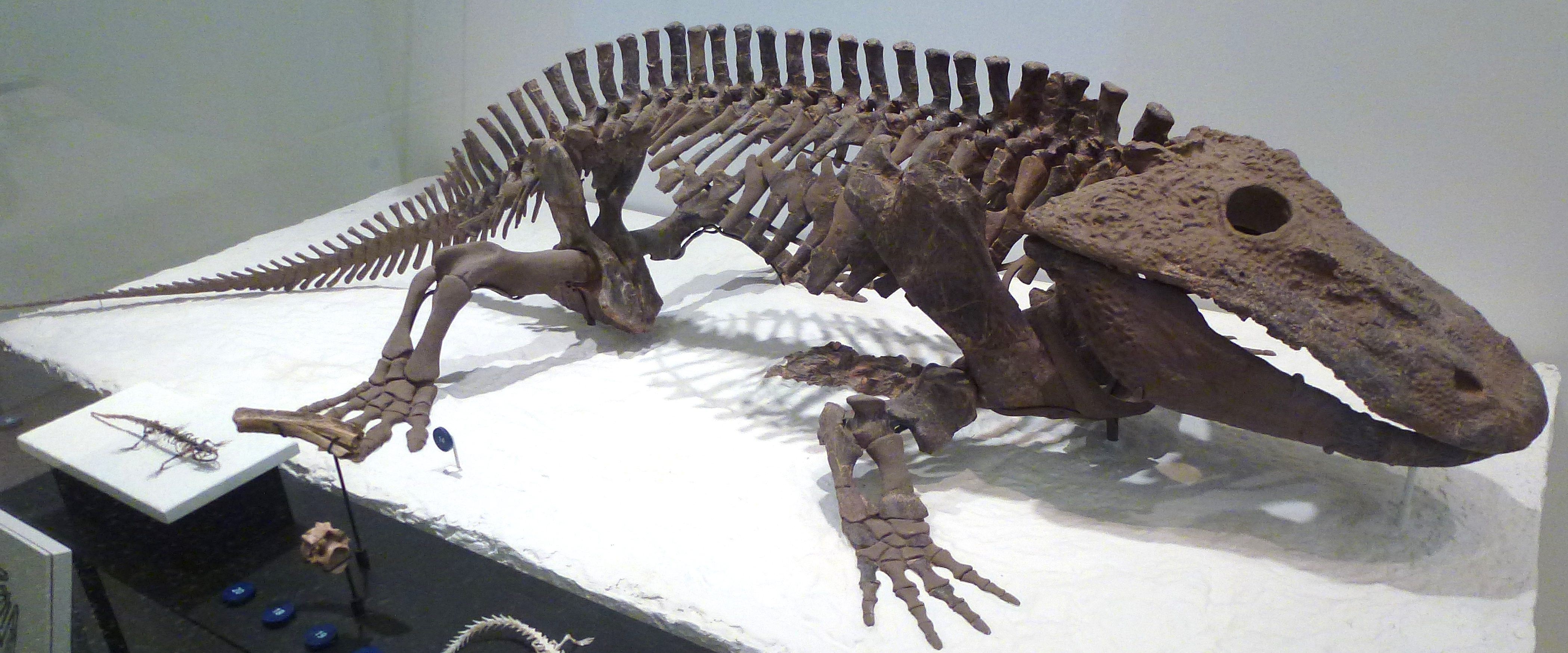 Ricostruzione dello scheletro di Eryops megacephalus, anfibio appartenente alla famiglia dei metoposauridi, immagine di Camelops via Wikimedia Commons