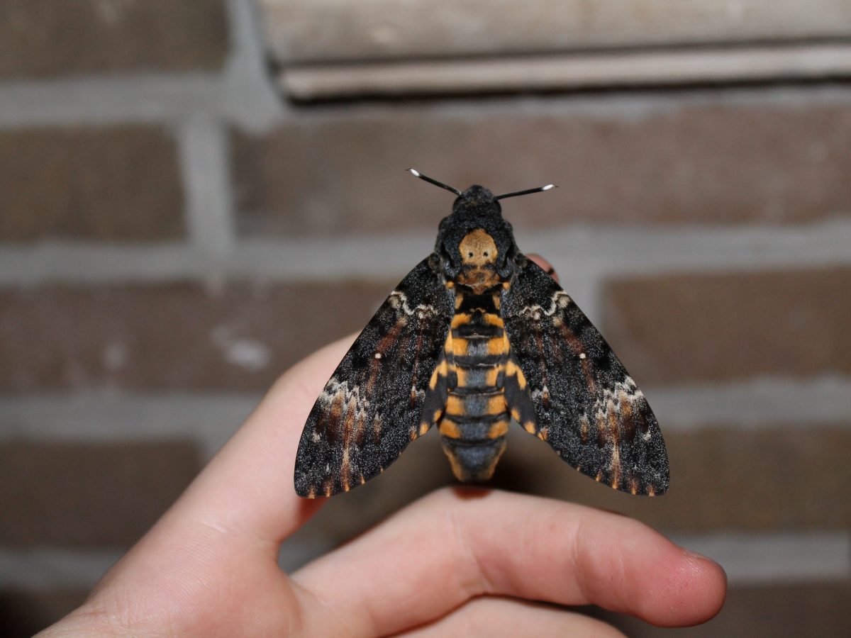 Avvistata nel Bresciano la sfinge testa di morto