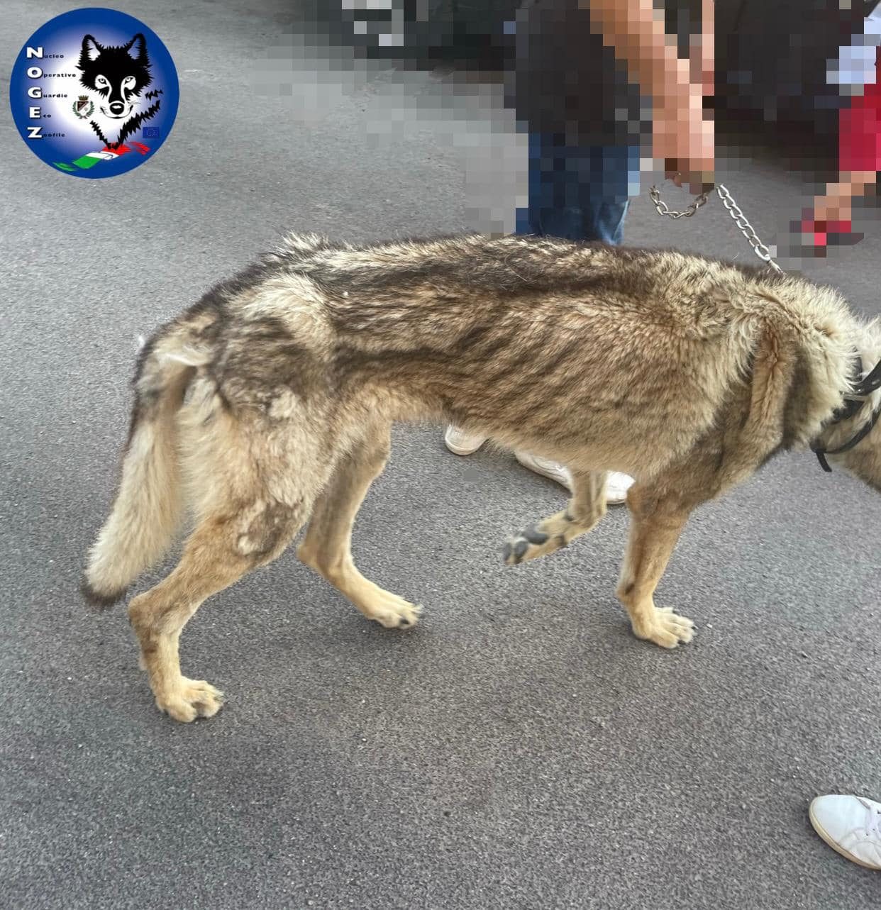 Jack Lupo Cecoslovacco