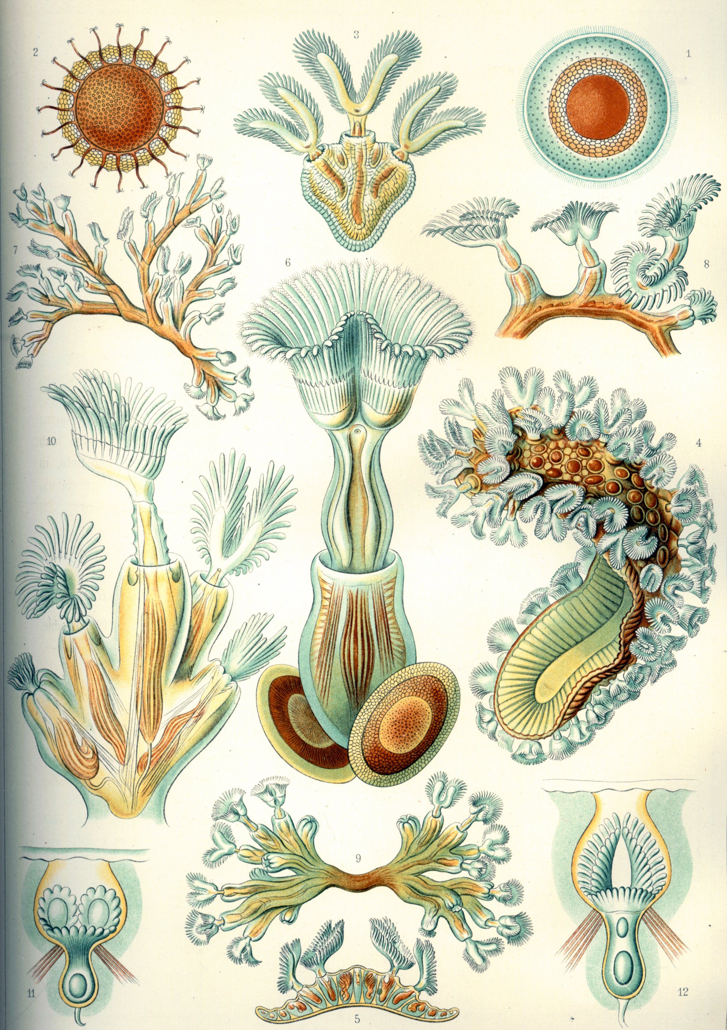 Schema di alcuni briozoi, illustrazione di Ernst Haeckel via Wikimedia Commons