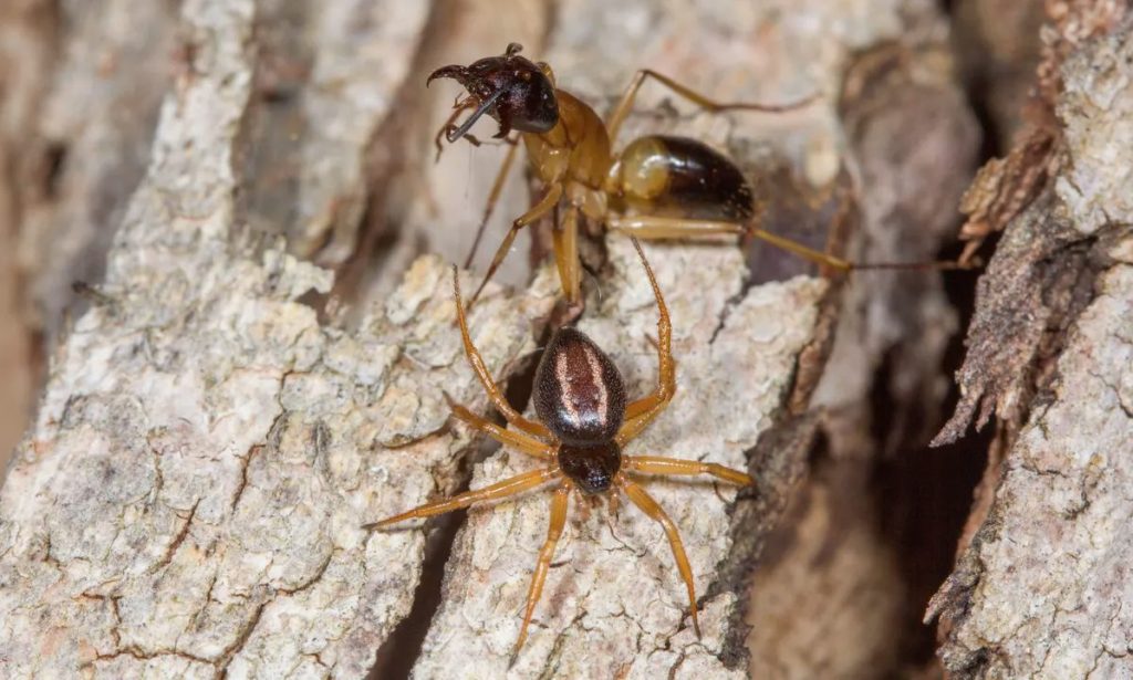 Un ragno ammazzaformiche cattura una preda. Foto da Aceves–Aparicio et al., 2022