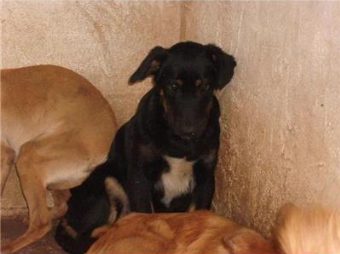 cane canile pimonte