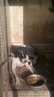 cane canile pimonte