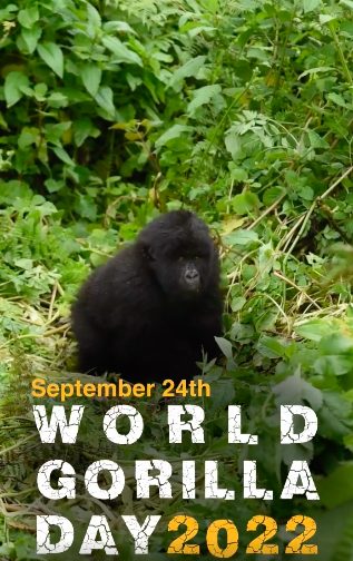 Il World Gorilla Day della Dian Fossey Foundation (@gorillafund.org)
