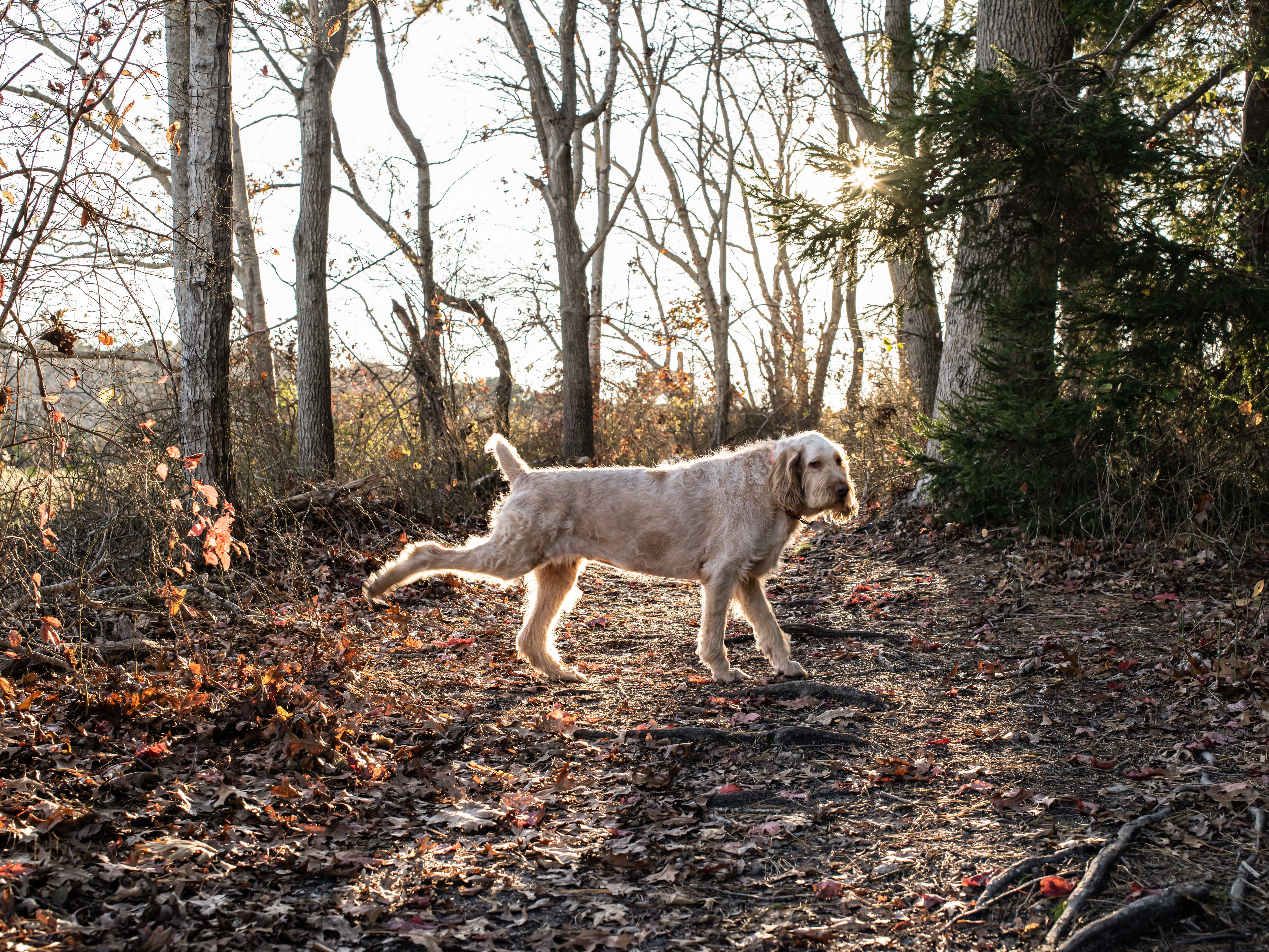 Spinone Italiano in controluce
