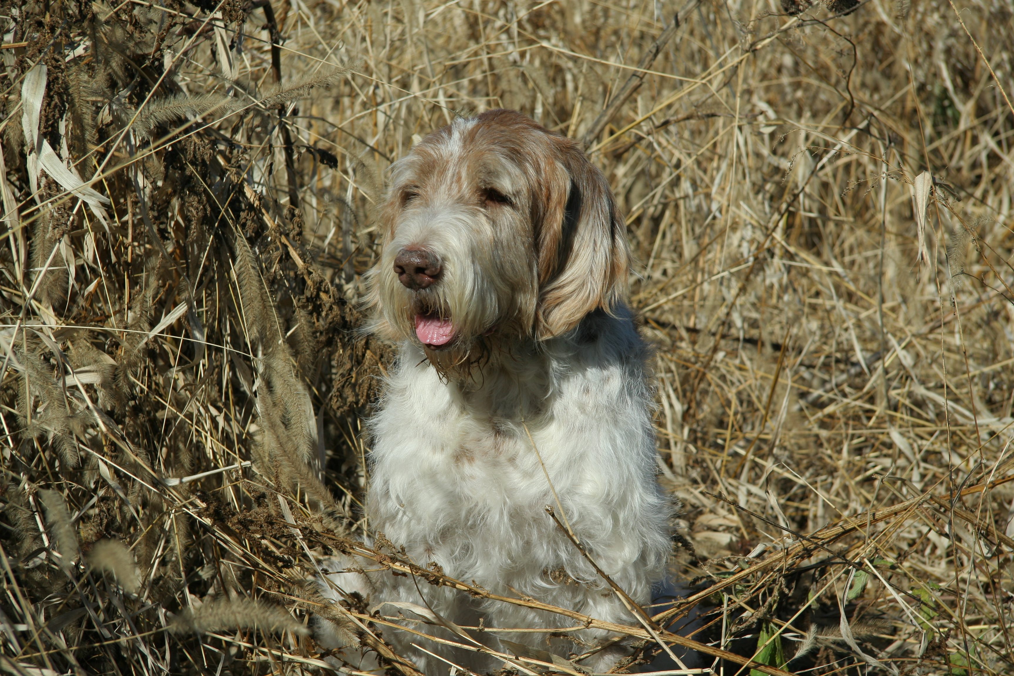 Spinone Italiano in un campo di grano