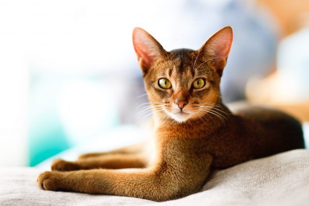 abissino gatto