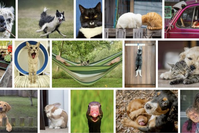 Comedy Pet Photography Awards 2022