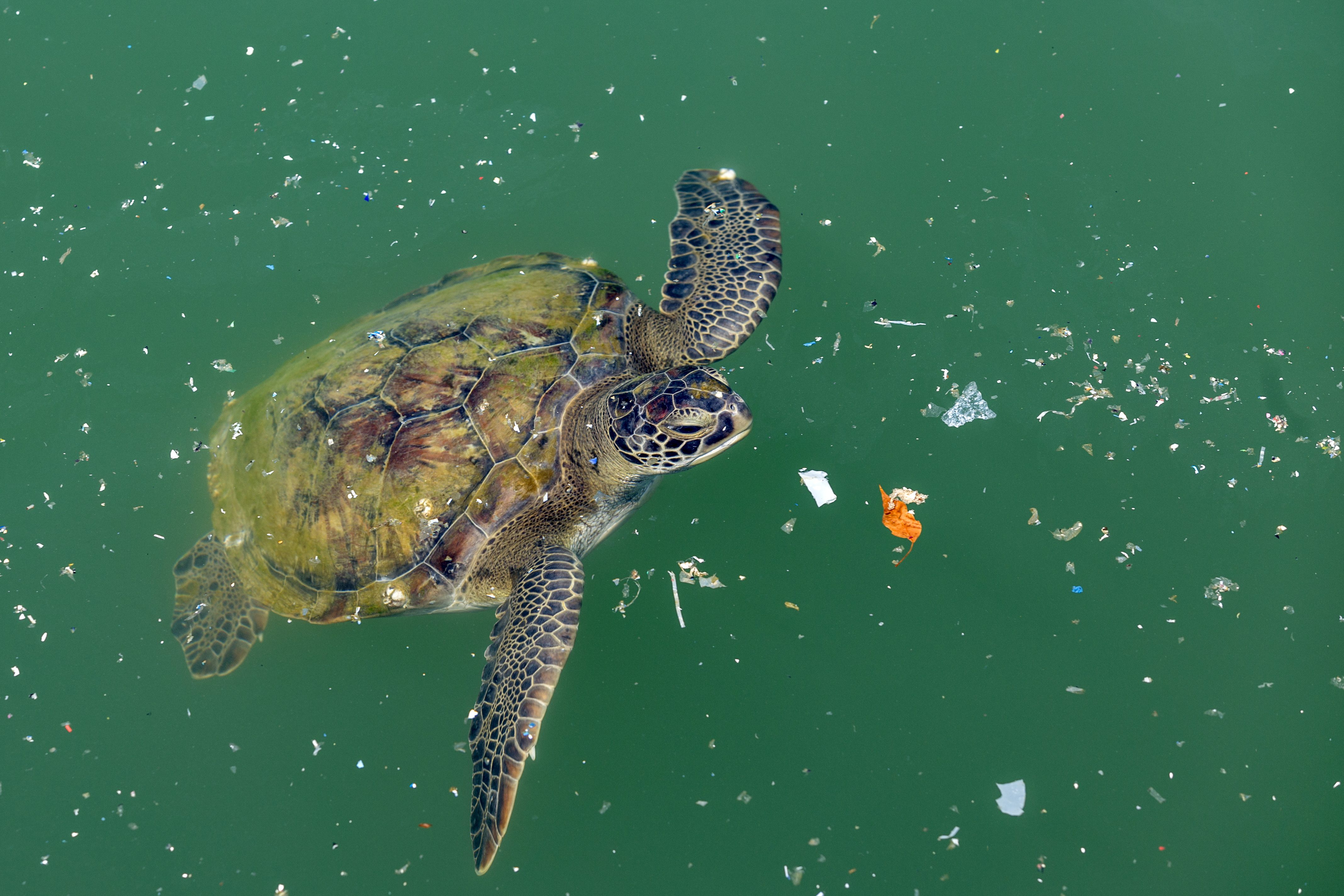 caretta caretta tartaruga
