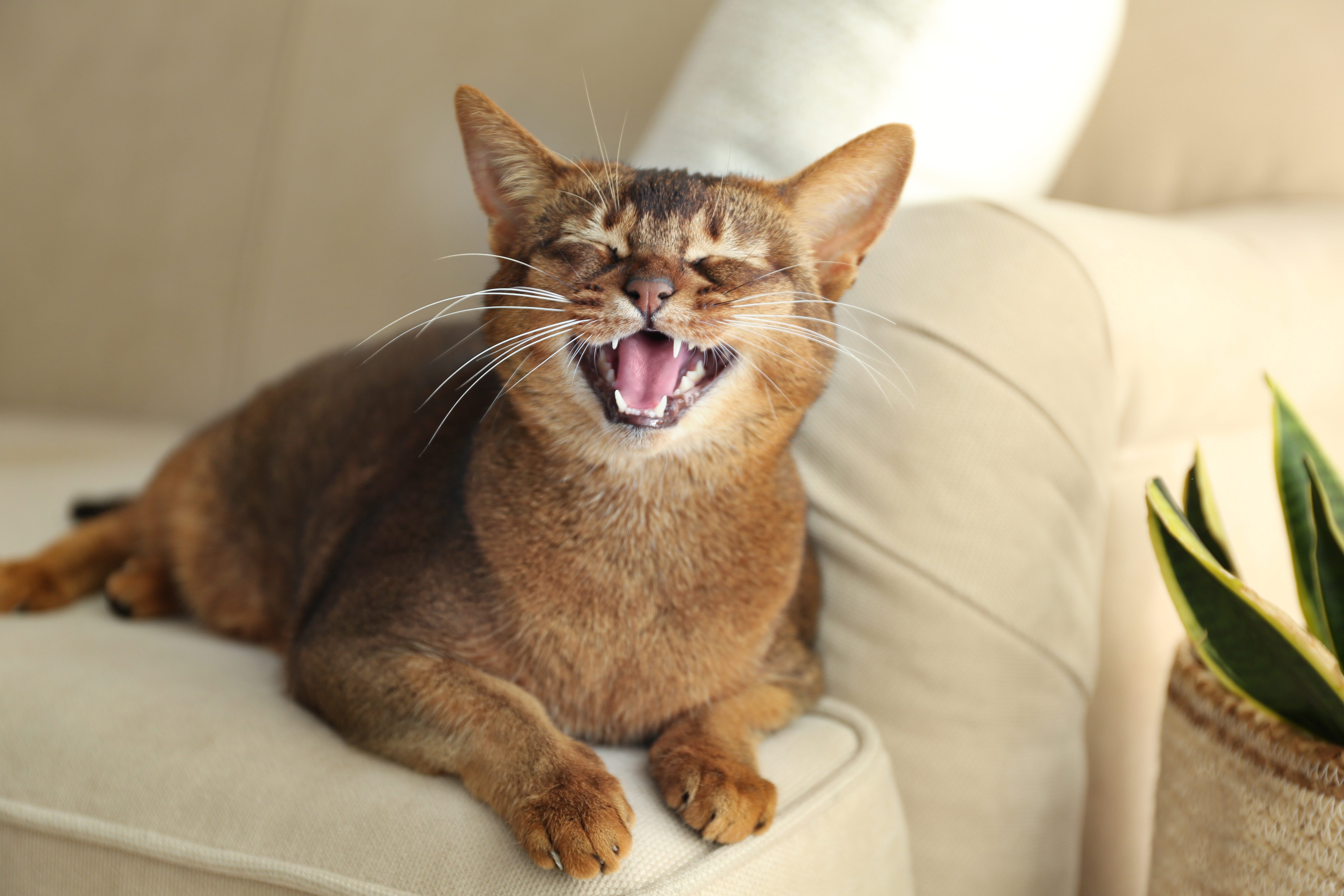Temperamatite A Forma Di Gatto Che Miagola - Divertente Gadget Da Scrivania Con Vassoio Raccogli-Trucioli - Miao, Meow!
