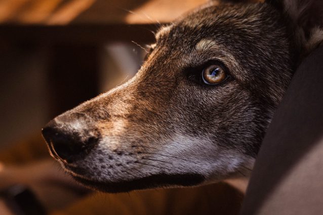 cane lupo cecoslovacco