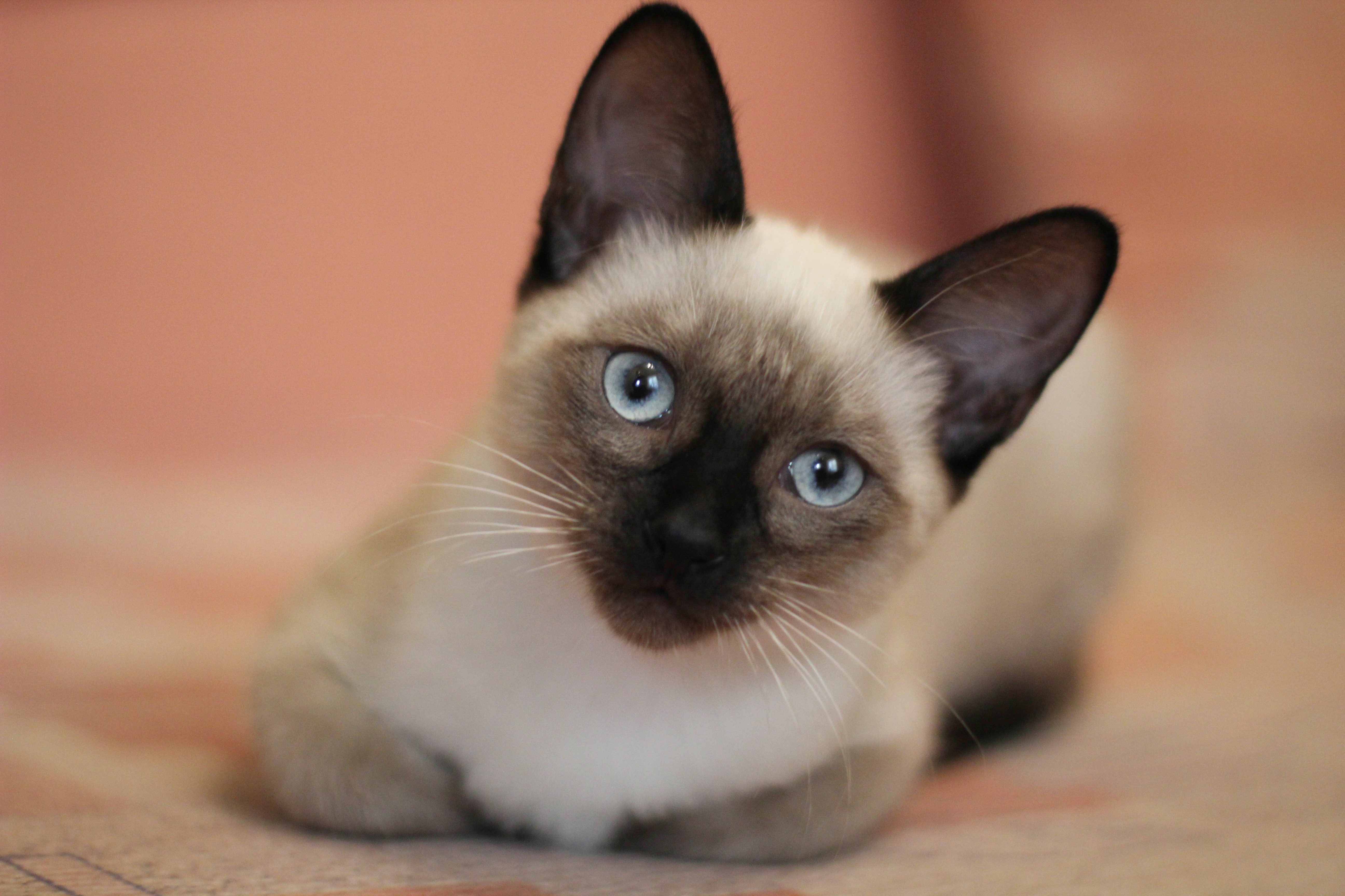 gatto siamese