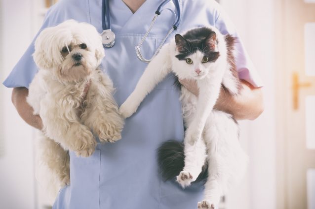 veterinario