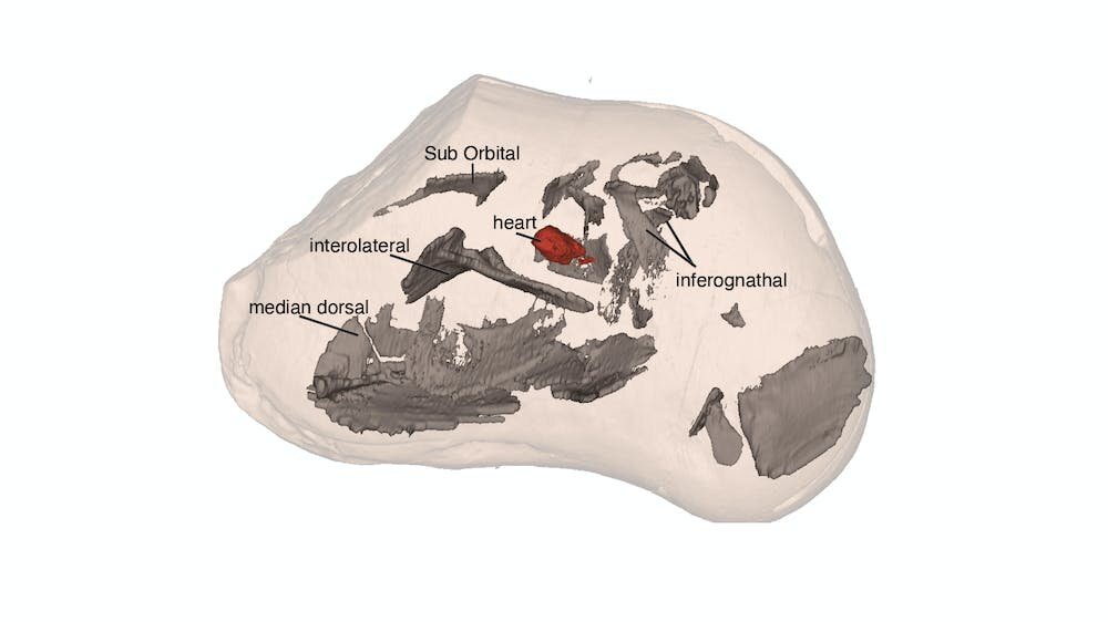 Il cuore fossile più antico mai ritrovato in un placoderma di circa 380 milioni di anni fa. Trinajstic et al., 2022