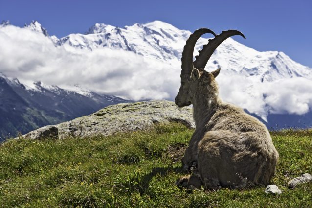 stambecco sui monti
