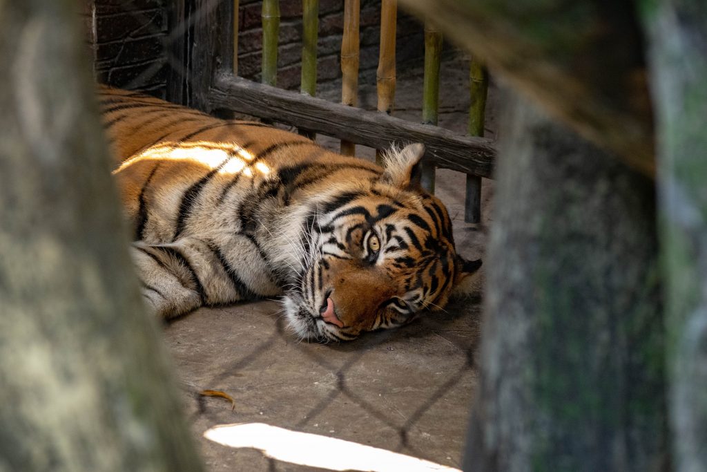 Il mercato illegale di leoni, tigri e altri selvatici minaccia la conservazione delle specie ed alimentato anche dai social e dalla spettacolarizzazione degli animali
