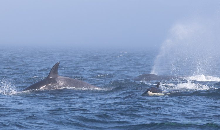 Le orche di Bigg circondano la megattera Hydra. Foto di Mollie Naccarato, Sooke Coastal Explorations, PWWA
