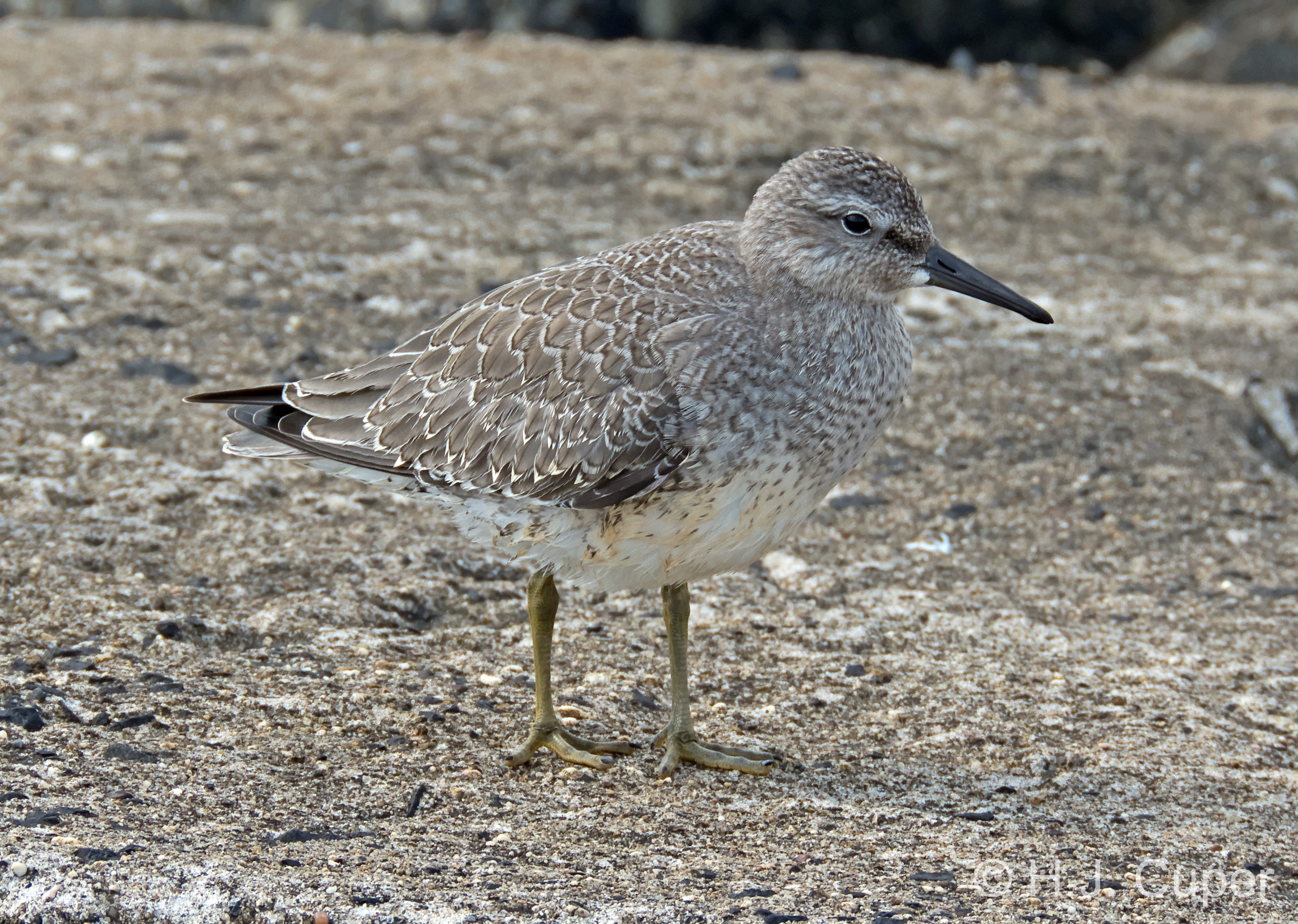Piovanello maggiore (Calidris canutus).