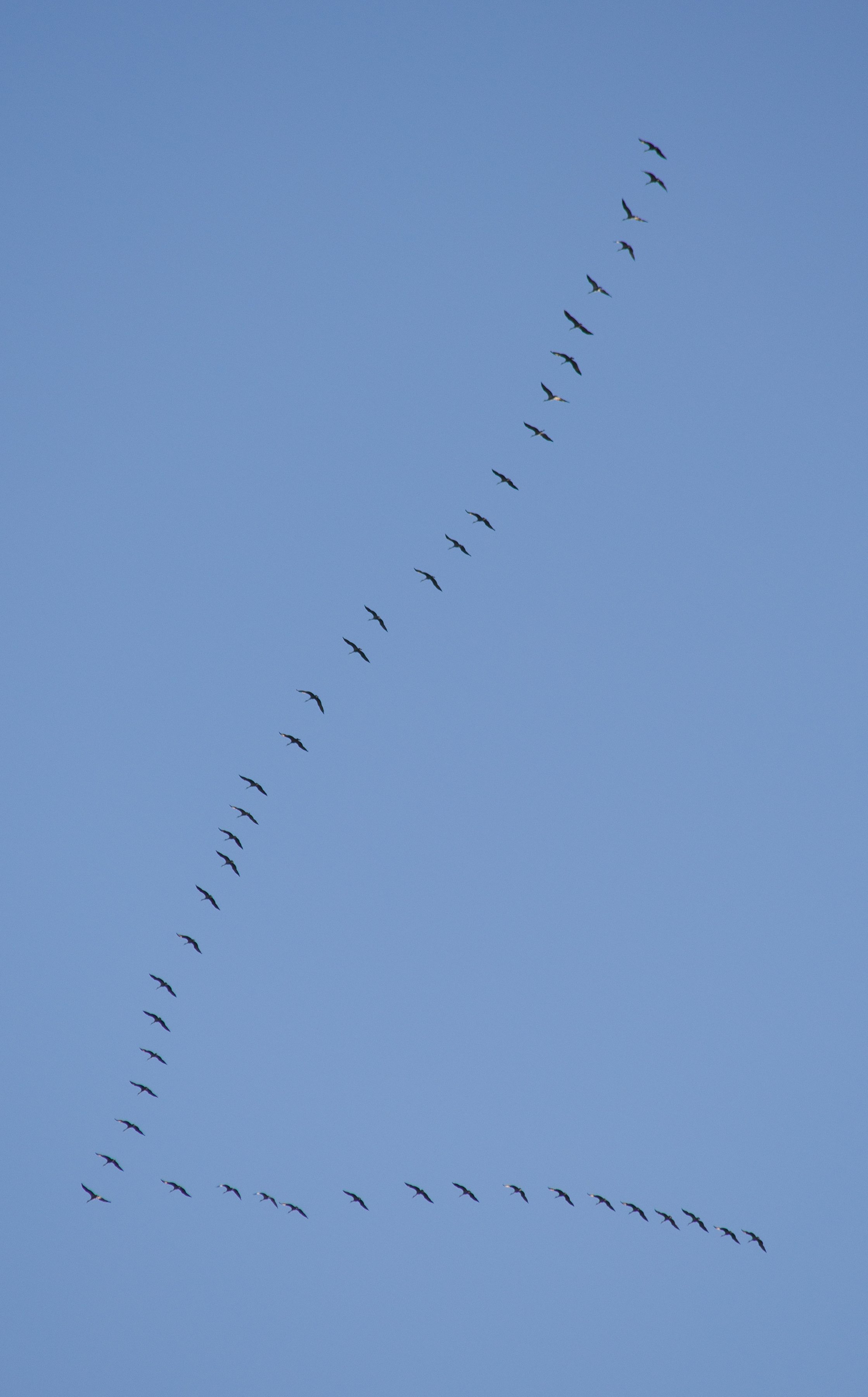Gru canadesi (Antigone canadensis) in rotta verso sud nella titpica formazione di volo a V.