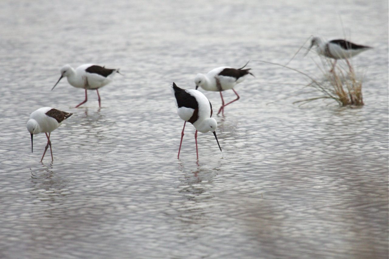 Esemplari di cavaliere fasciato (Cladorhynchus leucocephalus).