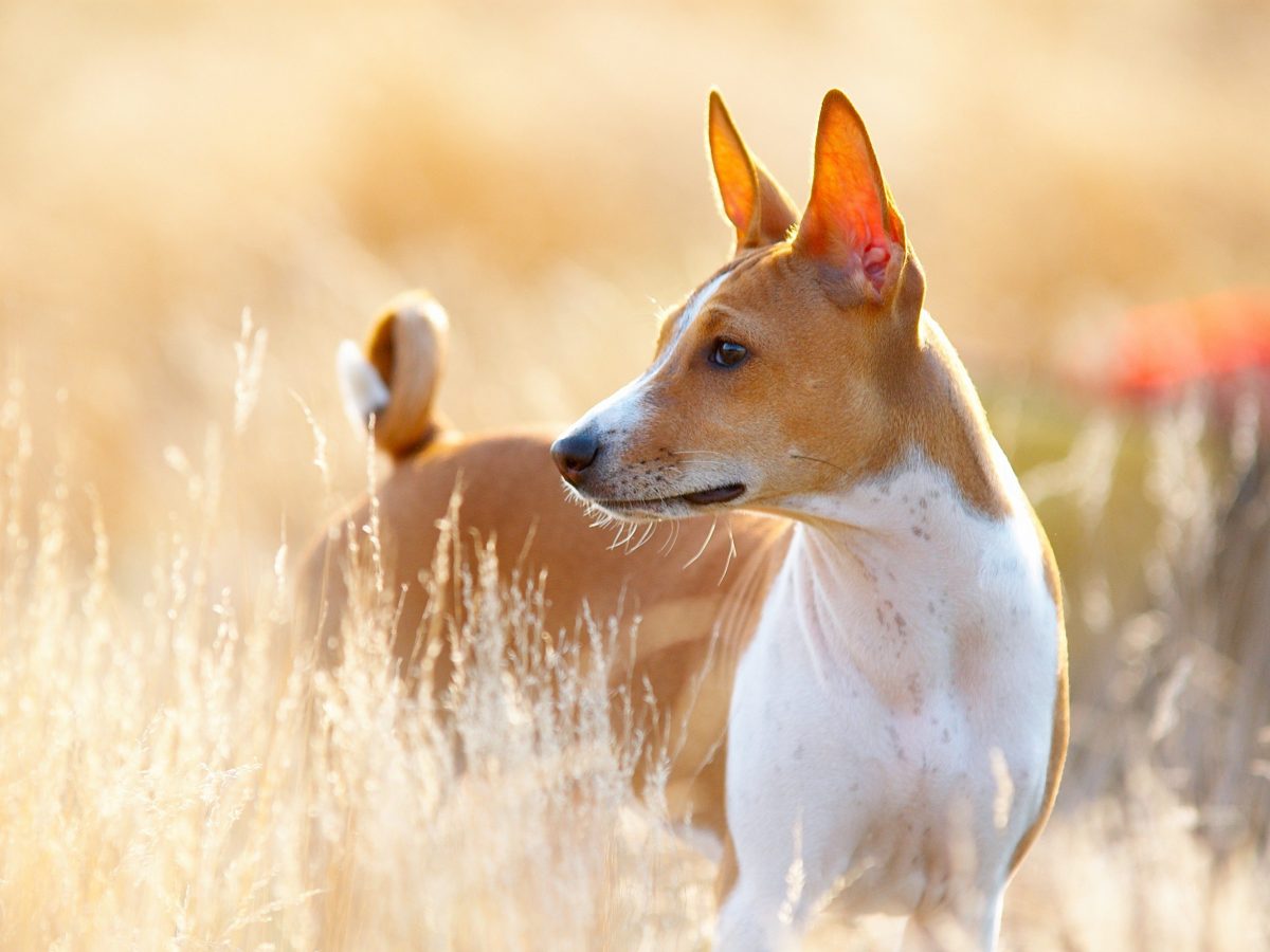 Il Basenji, l'antico cane africano che non abbaia