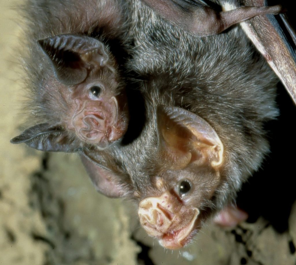 Image courtesy of Uwe Schimdt via Wikimedia Commons