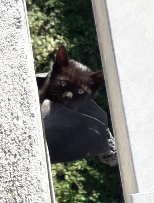 Gatto Nero Zio Gino