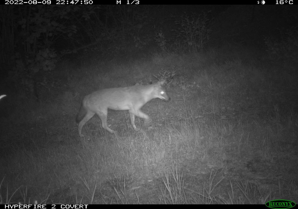 Lo sciacallo avvistato per la prima volta alle pendici del monte Gazza