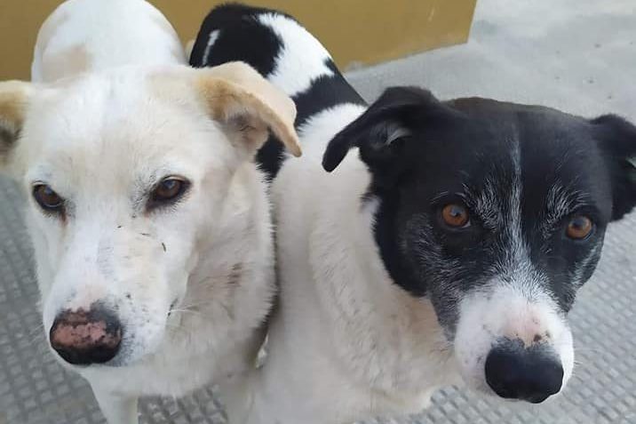 Bianca e Willy