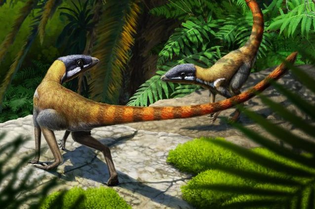 Ricostruzione di Scleromochlus taylori di Gabriel Ugueto, da Foffa et al. 2022