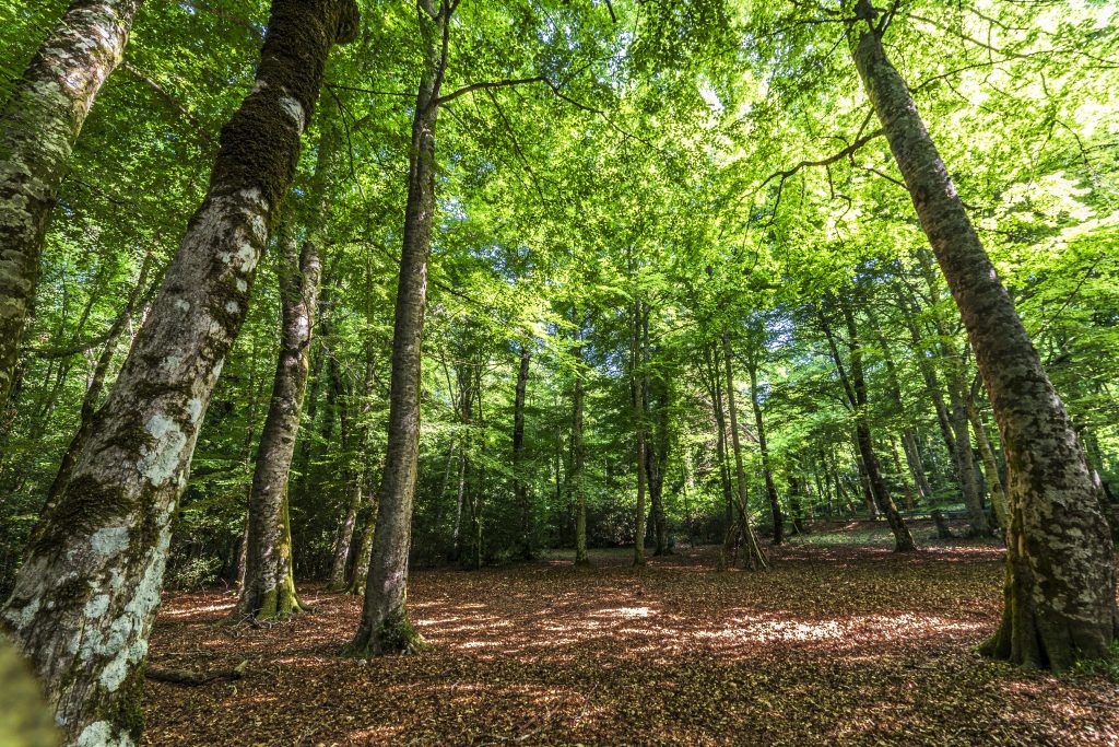 Le piante, come questi faggi, sono tra i principali produttori primari
