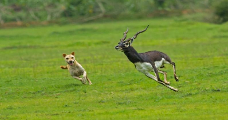 Cane ferale insegue un’antilope nel Bhetnai Sanctuary. © Pitam Chattopadhyay