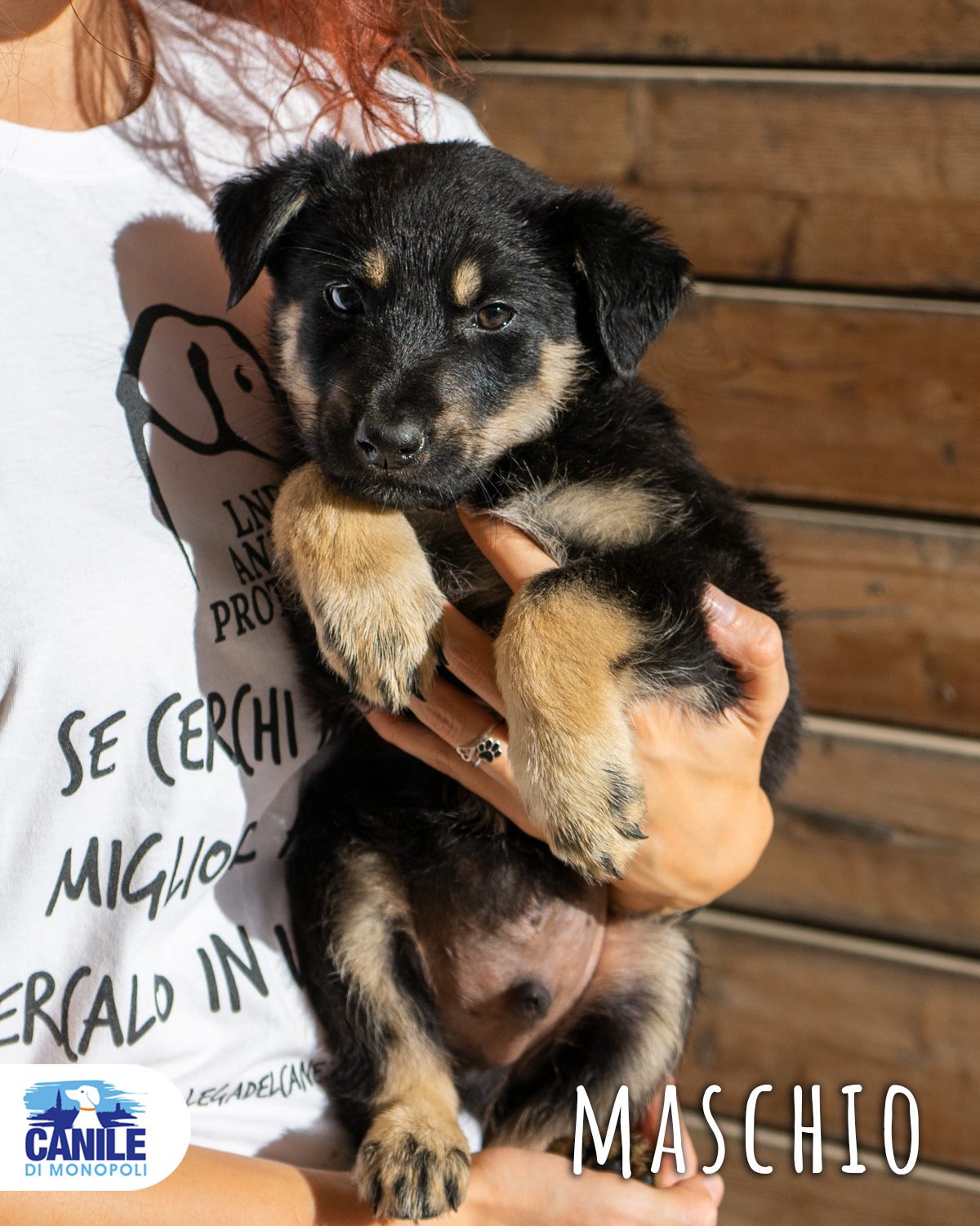 Cuccioli Monopoli