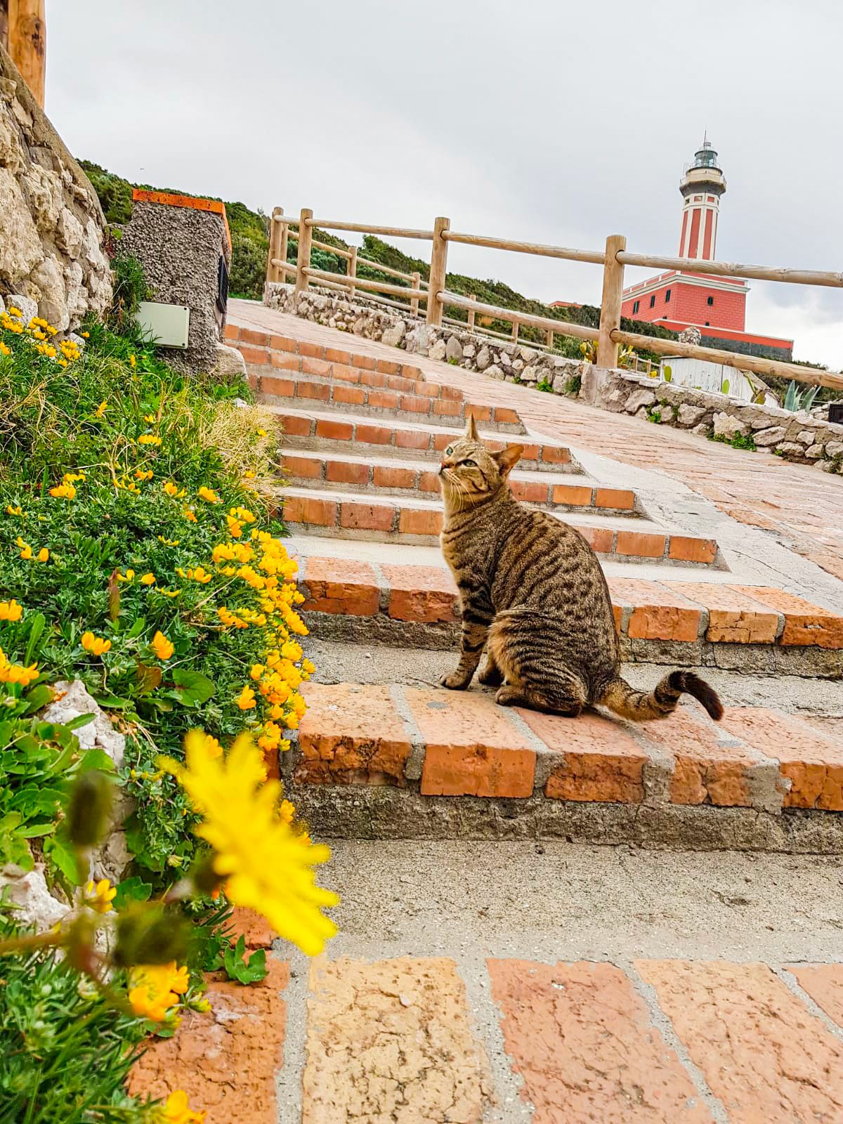 Gatto ad Anacapri (Fonte: vicesindaco Francesco Cerrotta)