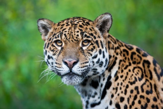 Giaguaro, uno degli animali simbolo dell’Amazzonia
